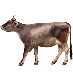 Tyrolese Grey Cow